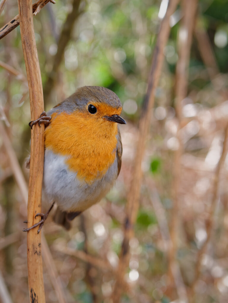 A robin perches on a tree branch